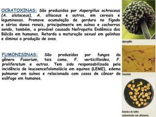 OCRATOXINAS: São produzidas por Aspergillus ochraceus 
(A. alutaceus), A. alliaceus e outros, em cereais e 
leguminosas. Promove acumulação de gordura no fígado 
e sérios danos renais, principalmente em suínos e cachorros 
sendo, também, a provável causada Nefropatia Endêmica dos 
Bálcãs em humanos. Retarda a maturação sexual em galinhas 
e diminui a produção de ovos. 
FUMONISINAS: São produzidas por fungos do 
gênero Fusarium, tais como, F. verticillioides, F. 
proliferatum e outros. Tem sido responsabilizada pela 
incidência de leucoencefalomalácia em equinos (LEME), edema 
pulmonar em suínos e relacionada com casos de câncer do 
esôfago em humanos. 
 