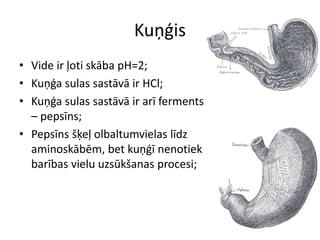 Kuņģis
• Vide ir ļoti skāba pH=2;
• Kuņģa sulas sastāvā ir HCl;
• Kuņģa sulas sastāvā ir arī ferments
  – pepsīns;
• Pepsīns šķeļ olbaltumvielas līdz
  aminoskābēm, bet kuņģī nenotiek
  barības vielu uzsūkšanas procesi;
 