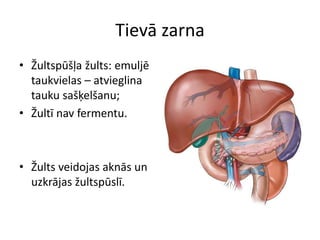 Tievā zarna
• Žultspūšļa žults: emuljē
  taukvielas – atvieglina
  tauku sašķelšanu;
• Žultī nav fermentu.



• Žults veidojas aknās un
  uzkrājas žultspūslī.
 