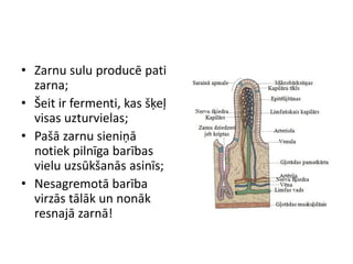 • Zarnu sulu producē pati
  zarna;
• Šeit ir fermenti, kas šķeļ
  visas uzturvielas;
• Pašā zarnu sieniņā
  notiek pilnīga barības
  vielu uzsūkšanās asinīs;
• Nesagremotā barība
  virzās tālāk un nonāk
  resnajā zarnā!
 