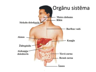 Orgānu sistēma
 