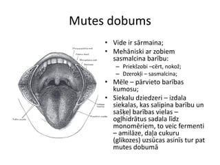 Mutes dobums
     • Vide ir sārmaina;
     • Mehāniski ar zobiem
       sasmalcina barību:
        – Priekšzobi –cērt, nokož;
        – Dzerokļi – sasmalcina;
     • Mēle – pārvieto barības
       kumosu;
     • Siekalu dziedzeri – izdala
       siekalas, kas salipina barību un
       sašķeļ barības vielas –
       ogļhidrātus sadala līdz
       monomēriem, to veic fermenti
       – amilāze, daļa cukuru
       (glikozes) uzsūcas asinīs tur pat
       mutes dobumā
 