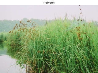 14
rietveen
 