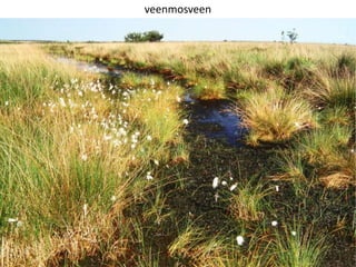 17
veenmosveen
 