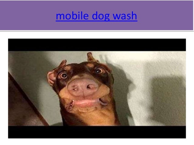 pet grooming services near me