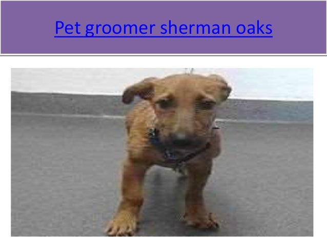 Best Dog Groomer In Beverly Hills Best Dog Groomer In Beverly Hills