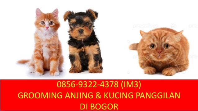 0856-9322-4378 Jasa Grooming Anjing dan Kucing Panggilan di Kota Bogo…