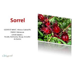 Sorrel
SCIENTIST NAME : Hibiscus Sabdariffa
          FAMILY: Malvaceae
           OTHER NAMES :
 Roselle, Belchanda, Bissap, Groseille
              de Guinée
 