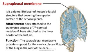 Lungs,Pleura ,thorax, anatomy in details | PDF