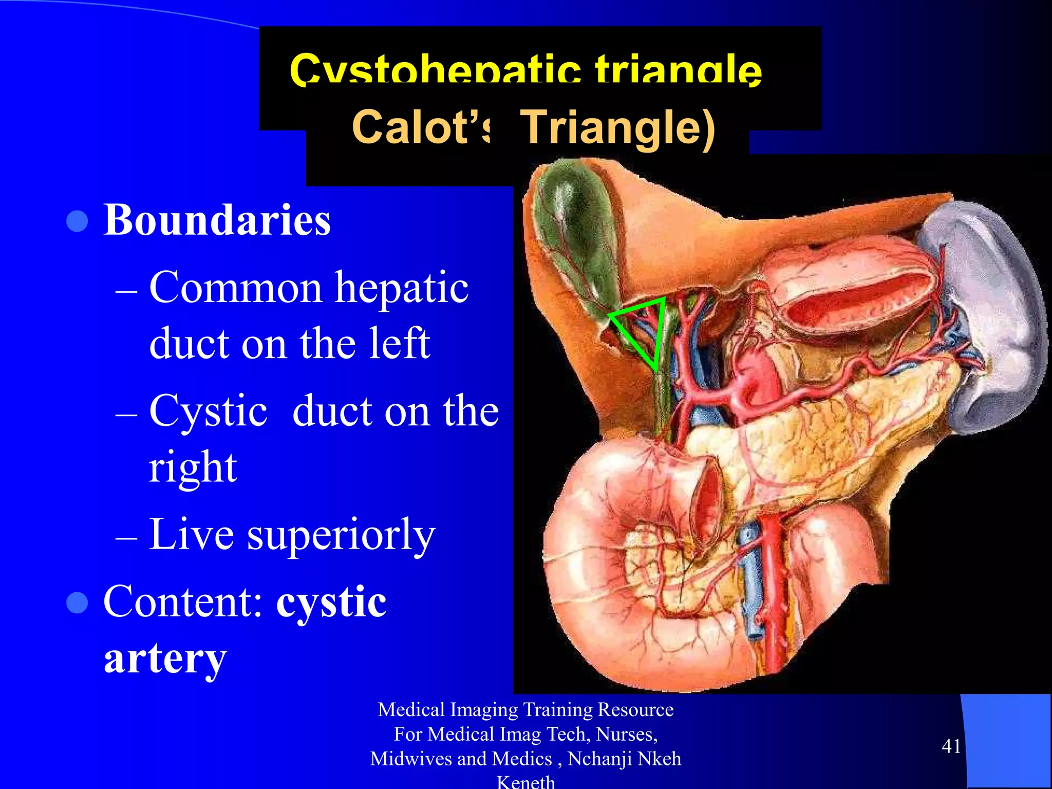 Triangle Callot Gross abdominal anatomy radiology training lecture nchanji nkeh keneth ...