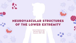 NEUROVASCULAR STRUCTURES
OF THE LOWER EXTREMITY
Gross Anatomy Lab |
Hershey Gay V. De
Guzman, RMT, MD
 