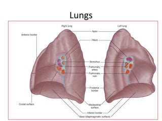 Upper Tip Gross anatomy and development of respiratory system | PPTX