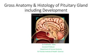 Gross Anatomy & Histology of Pituitary Gland
including Development
Dr. Prabhakar Yadav
Assistant Professor
Department of Human Anatomy
B.P. Koirala Institute of Health Sciences
 