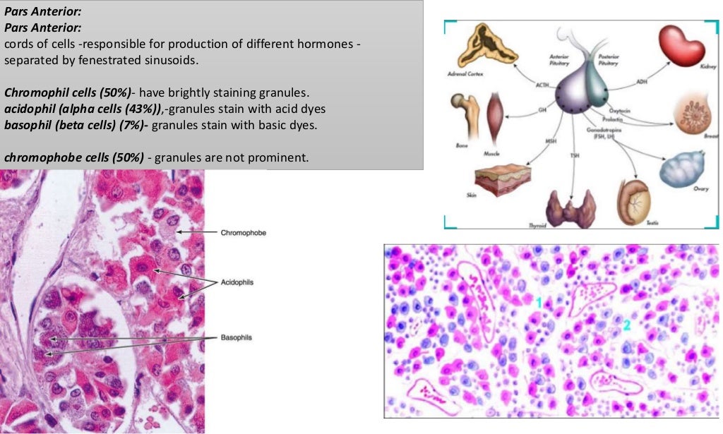 Gross anatomy and histology of pituitary gland