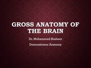Comprehensive Gross Anatomy of the Human Brain: Structure and Function ...