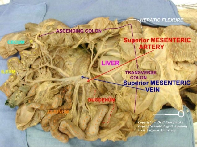Gross anatomy & histology of ileum, jejunum