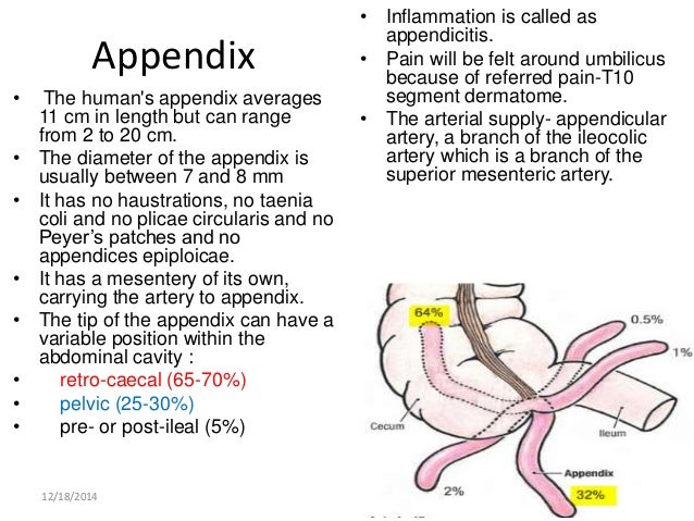 Large Intestine Appendix Anatomy
