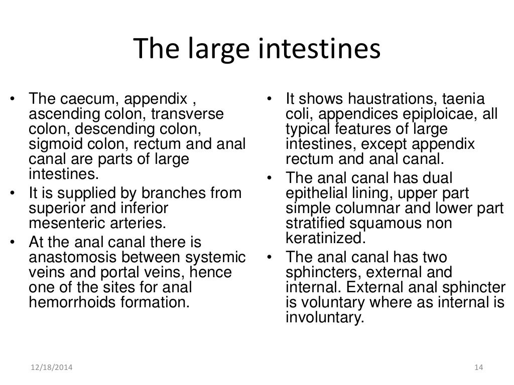 Gross anatomy & histology of ileum, jejunum