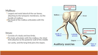 GROSS ANATOMY OF EAR along with clinicals | PPTX