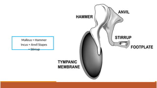 Anvil Shape Incus GROSS ANATOMY OF EAR along with clinicals | PPTX