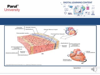 Gross anatomy of heart | PDF