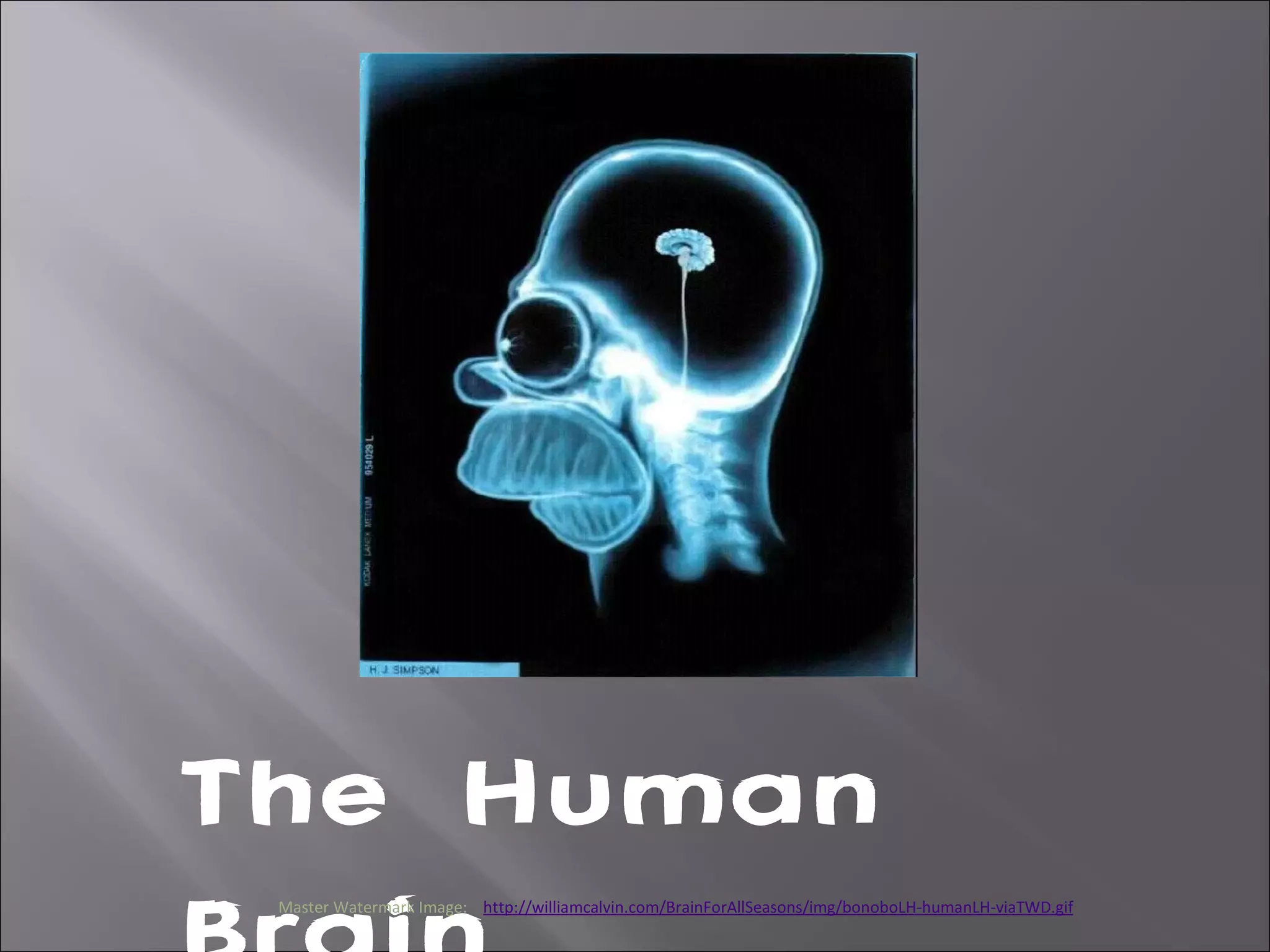 Gross anatomy of human brain | PPT