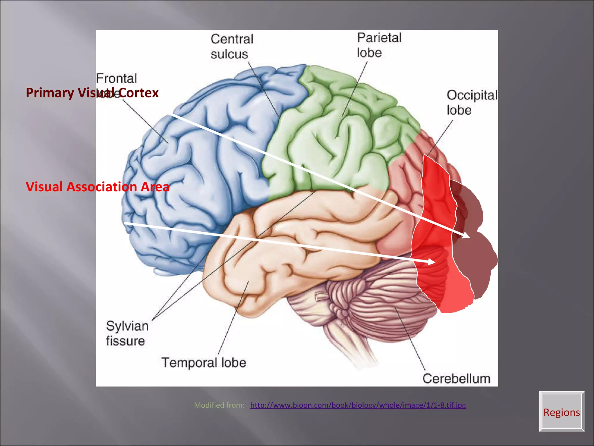 Gross anatomy of human brain | PPT
