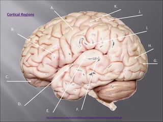 Mesocortex Or Juxtallocortex Gross anatomy of human brain | PPT