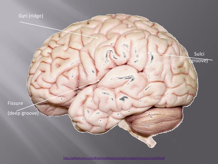 Gross anatomy of human brain
