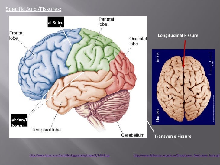 Gross anatomy of human brain