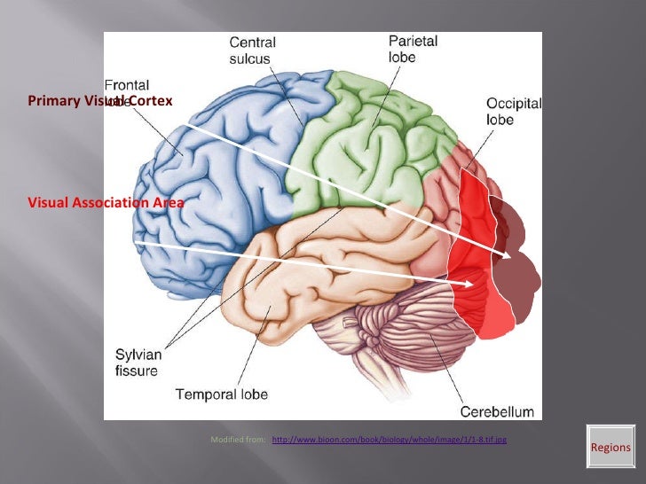 gross anatomy of the brain and This extensive online neuroanatomy atlas covers all aspects of neuroanatomy: gross anatomy of the brain, histological sections of the spinal cord and the brain, . gross anatomy of the brain and This extensive online neuroanatomy atlas covers all aspects of neuroanatomy: gross anatomy of the brain, histological sections of the spinal cord and the brain, .