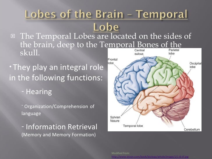 Gross anatomy of human brain