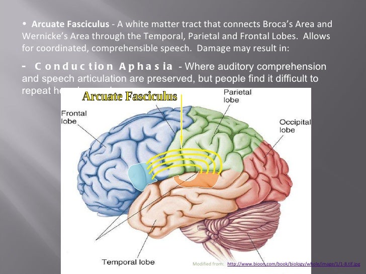 gross anatomy of the brain and This extensive online neuroanatomy atlas covers all aspects of neuroanatomy: gross anatomy of the brain, histological sections of the spinal cord and the brain, . gross anatomy of the brain and This extensive online neuroanatomy atlas covers all aspects of neuroanatomy: gross anatomy of the brain, histological sections of the spinal cord and the brain, .