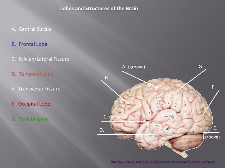 Gross anatomy of human brain