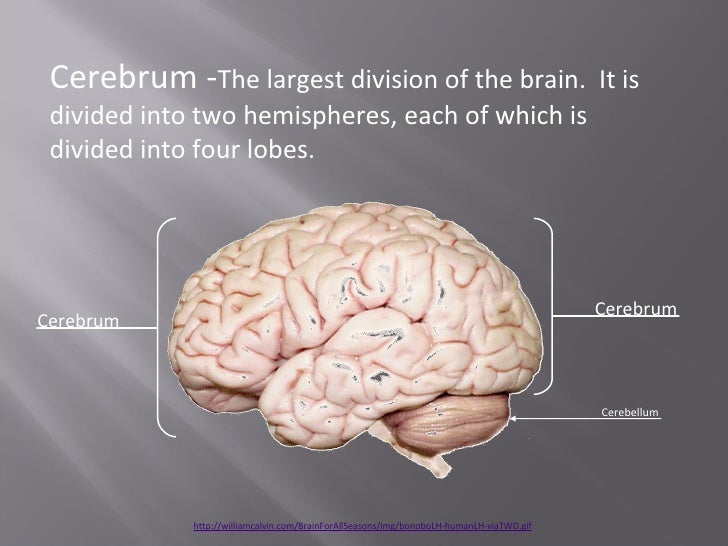 Gross anatomy of human brain