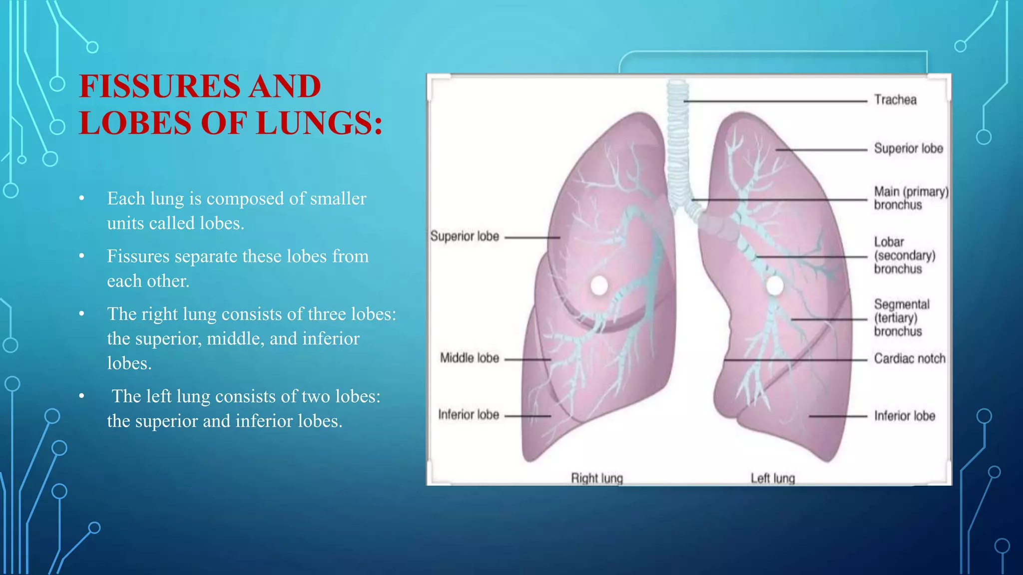 Gross anatomy of lungs | PPT