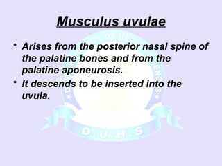 Uvulus GROSS ANATOMY OF PHARYNX INCLUDING TONSILs.ppsx