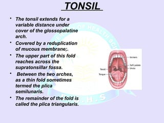 GROSS ANATOMY OF PHARYNX INCLUDING TONSILs.ppsx