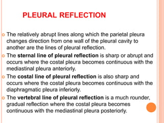 Sternal Reflection gross anatomy of resp. system.pptx