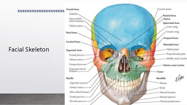 Gross anatomy of skull and facial bones