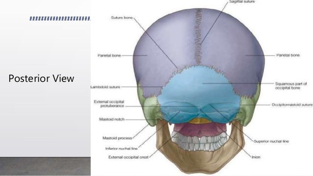 Gross anatomy of skull and facial bones