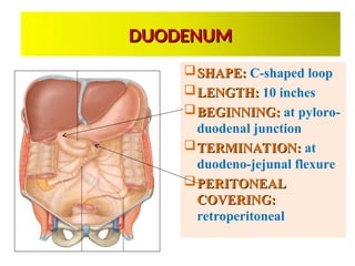 GROSS ANATOMY OF THE DUODENUM FOR MEDICAL STUDENTS.ppt