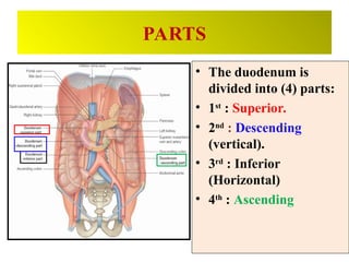 GROSS ANATOMY OF THE DUODENUM FOR MEDICAL STUDENTS.ppt