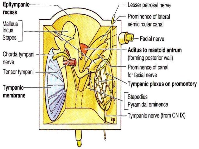Gross anatomy of the ‘ear’