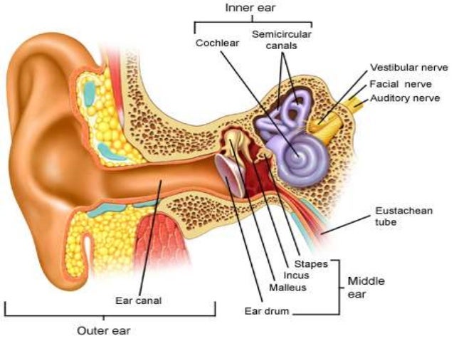 anatomy of ear