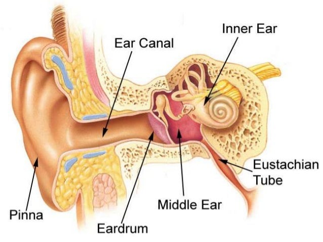 Gross Anatomy Of The Ear