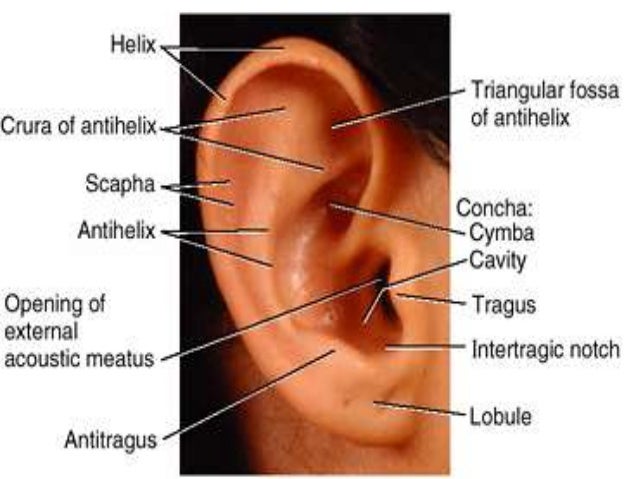 anatomy of the ear