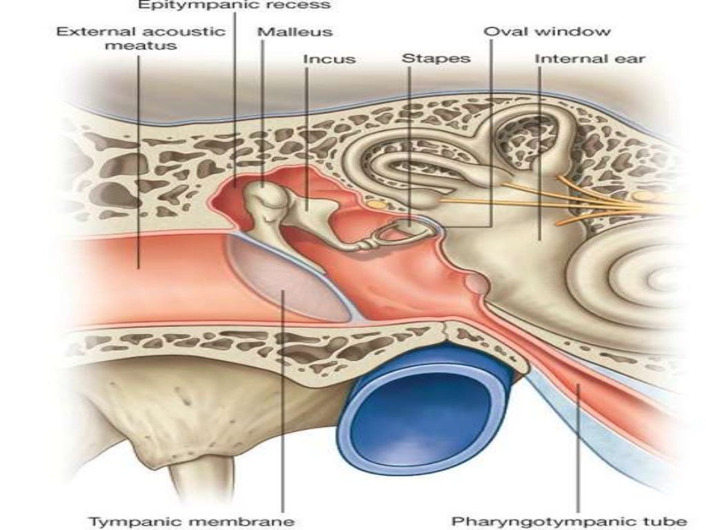 Gross anatomy of the ‘ear’