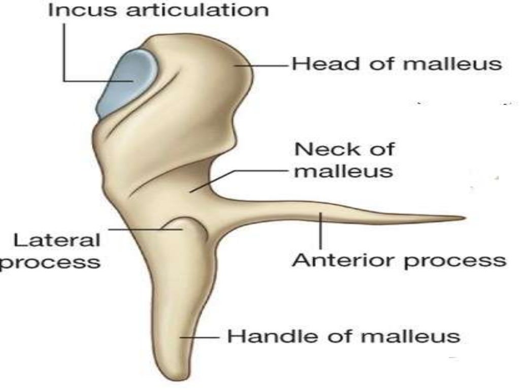 Gross anatomy of the ‘ear’