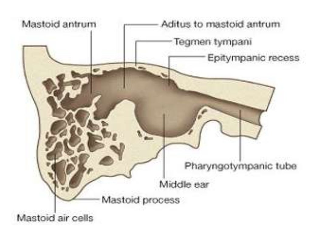 Gross anatomy of the ‘ear’